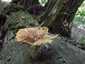 Rőt fagomba (Neolentinus cyathiformis), Budai-hegység